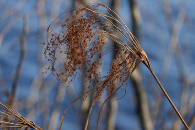Scirpus cyperinus, photographed by Bonnie Semmling