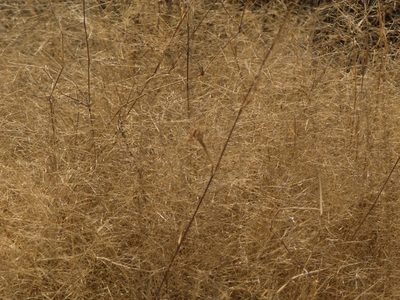 Muhlenbergia porteri, photographed by Elliott Gordon