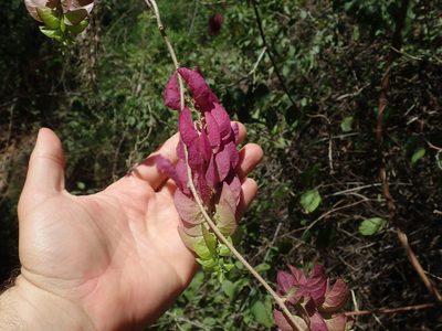 Ipomoea bracteata, photographed by Scott Yarger