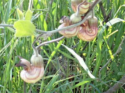 Aristolochia californica, photographed by Steve Woodward
