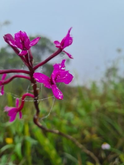 Epidendrum jamiesonis, photographed by Christian Manke