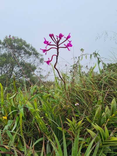 Epidendrum jamiesonis, photographed by Christian Manke