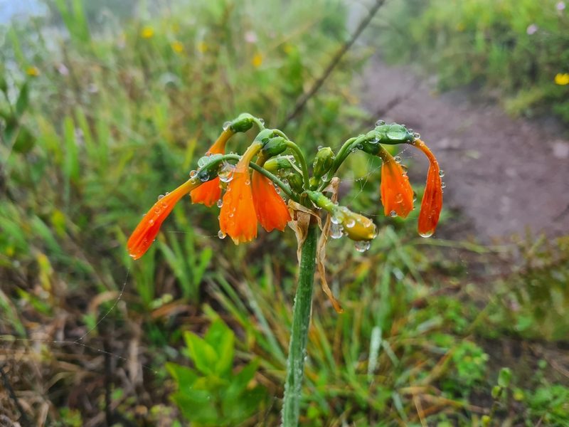 Stenomesson aurantiacum, photographed by Christian Manke