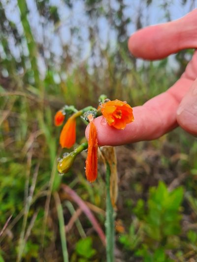 Stenomesson aurantiacum, photographed by Christian Manke