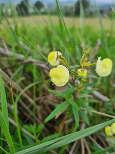 Calceolaria hyssopifolia, photographed by Christian Manke