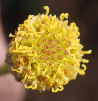 Senecio paniculatus, photographed by Nicola van Berkel