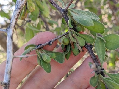 Lycium exsertum