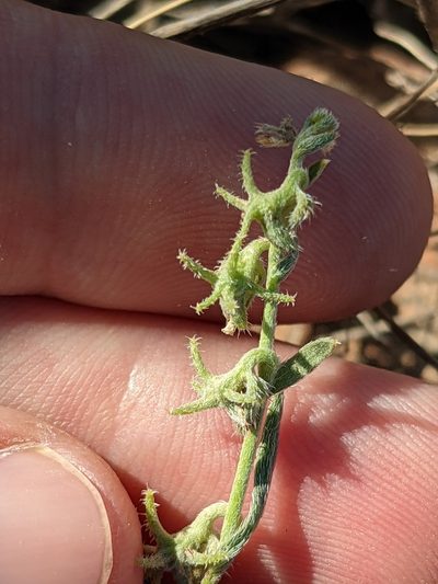 Harpagonella arizonica, photographed by Eric Knight