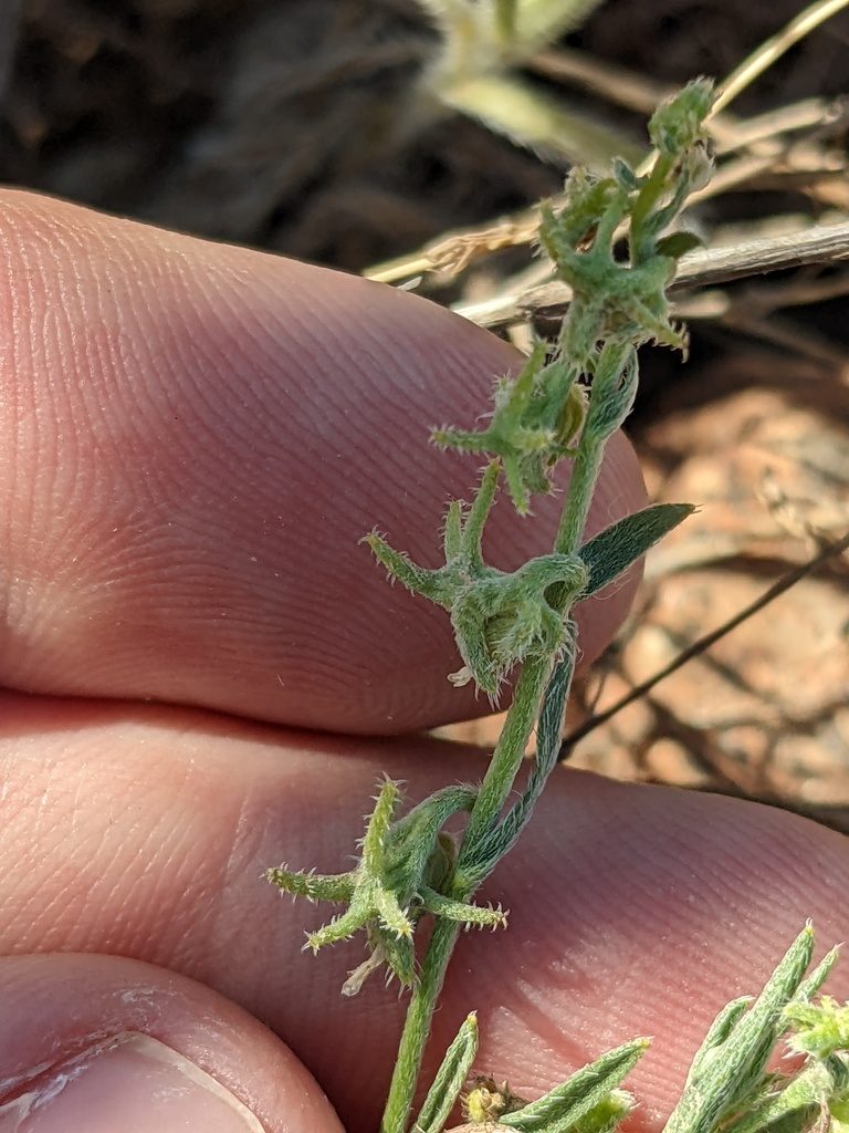 Harpagonella arizonica, photographed by Eric Knight