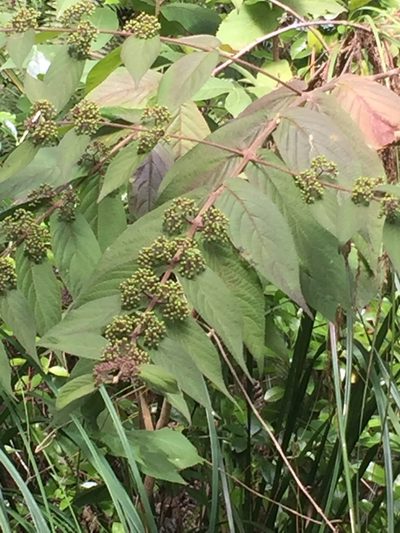Callicarpa rubella, photographed by Stephen Thorpe