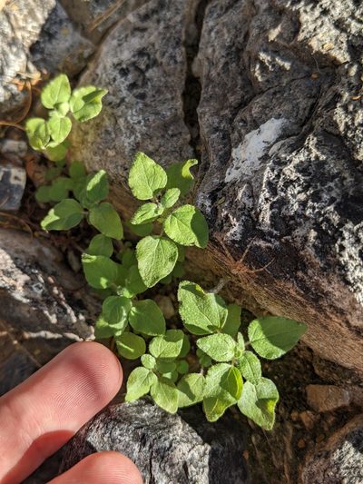 Parietaria hespera, photographed by Eric Knight