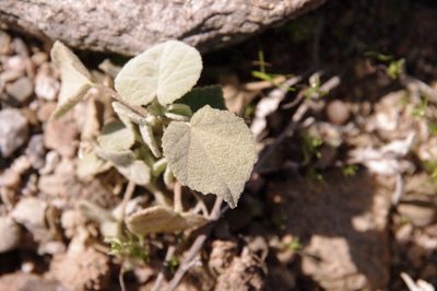 Abutilon abutiloides, photographed by Eric Knight