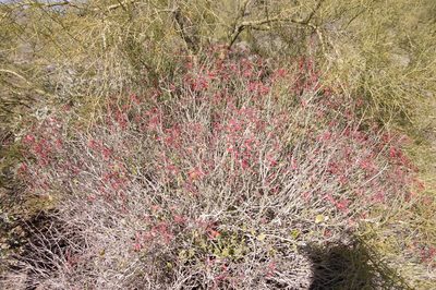 Justicia californica, photographed by Eric Knight