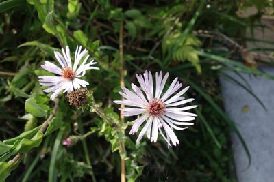 Ampelaster carolinianus, photographed by Loïc Mathieu