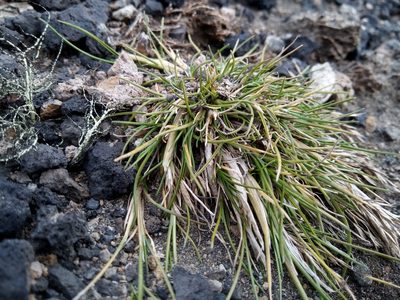 Deschampsia antarctica