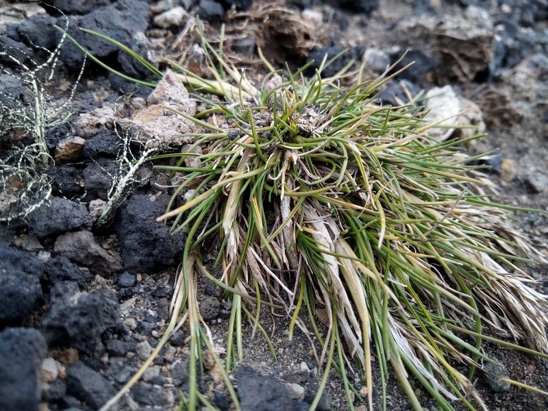 Deschampsia antarctica, photographed by steve b