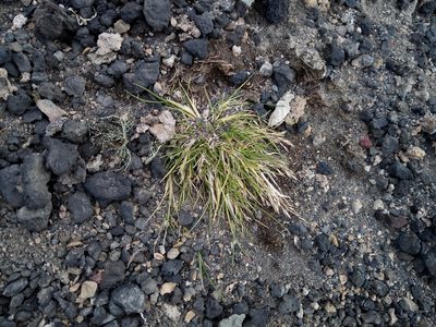 Deschampsia antarctica, photographed by steve b
