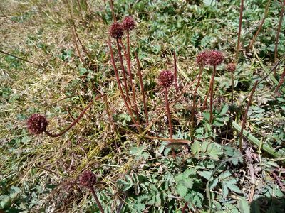 Acaena magellanica, photographed by steve b