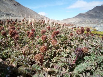 Acaena magellanica, photographed by steve b