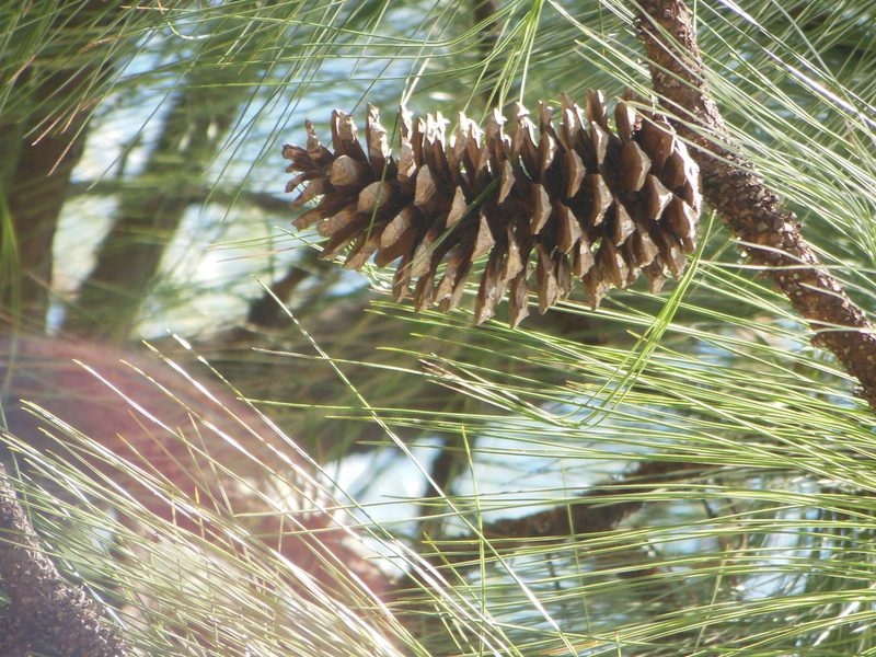 Pinus devoniana, photographed by M. Socorro González Elizondo