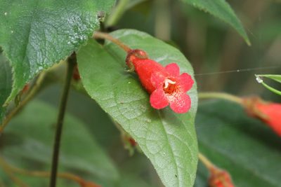 Kohleria hirsuta, photographed by scaup