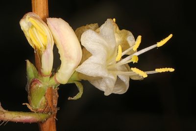Lonicera fragrantissima, photographed by Judy Gallagher