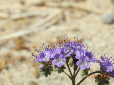 Phacelia crenulata, photographed by Diana