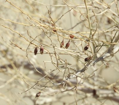 Psorodendron schottii, photographed by Diana