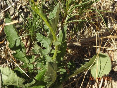 Brassica tournefortii, photographed by Diana