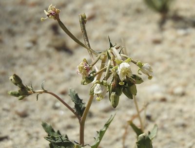 Chylismia claviformis, photographed by Diana