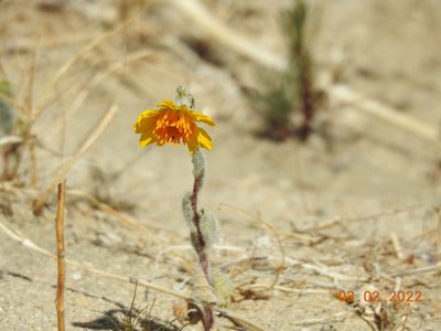 Geraea canescens, photographed by Diana