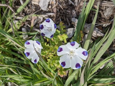Nemophila maculata, photographed by J. Roe
