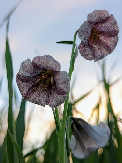 Fritillaria striata, photographed by My-Lan Le