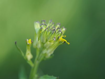 Erysimum odoratum, photographed by carnifex