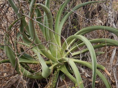 Agave vilmoriniana, photographed by Jonathan Rodriguez