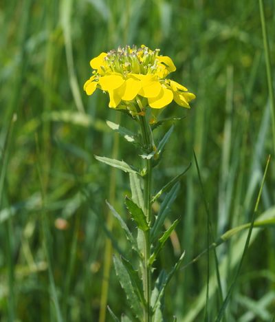 Erysimum odoratum, photographed by carnifex