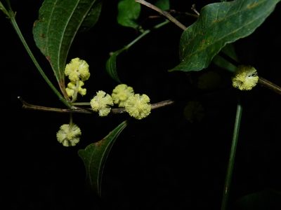 Acacia urophylla, photographed by botanygirl