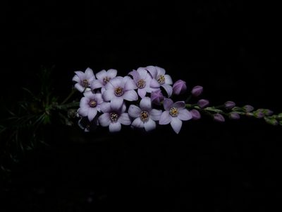Philotheca spicata, photographed by botanygirl