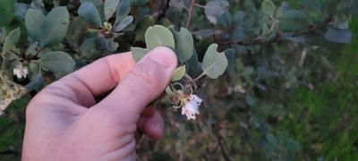 Arctostaphylos glandulosa, photographed by Amthinkia