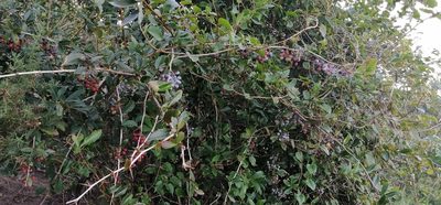 Berberis glaucocarpa, photographed by danrob
