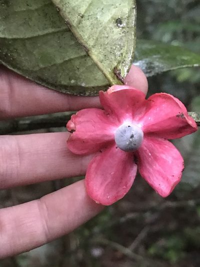 Heisteria spruceana, photographed by fern Wildtruth