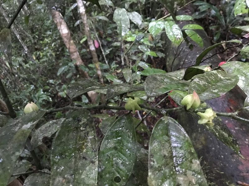 Heisteria spruceana, photographed by fern Wildtruth