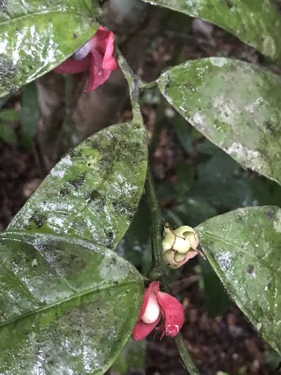 Heisteria spruceana, photographed by fern Wildtruth