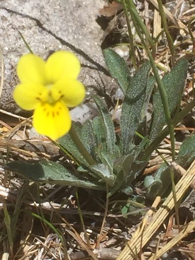 Viola langeana, photographed by Andre Hosper