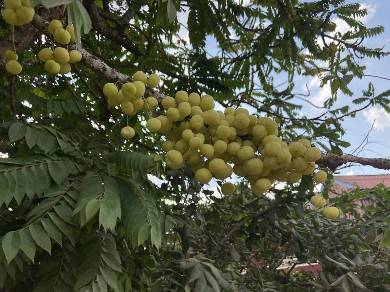 Phyllanthus acidus, photographed by Forest Botial-Jarvis