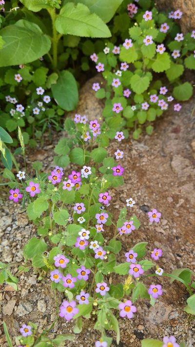 Jamesbrittenia hereroensis, photographed by Petra Holland
