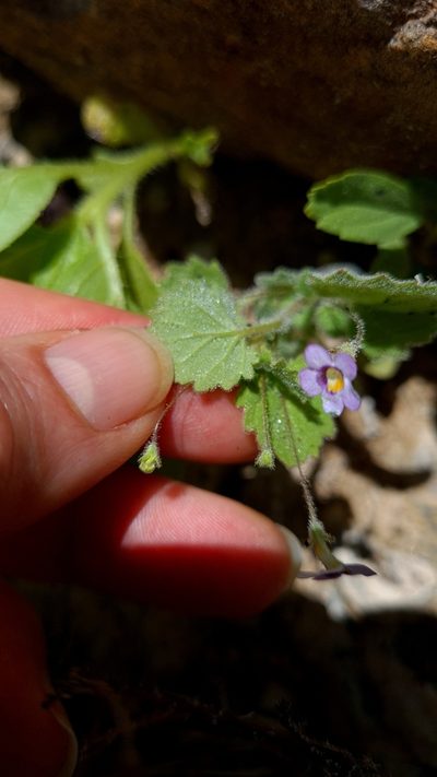 Jamesbrittenia hereroensis, photographed by Petra Holland