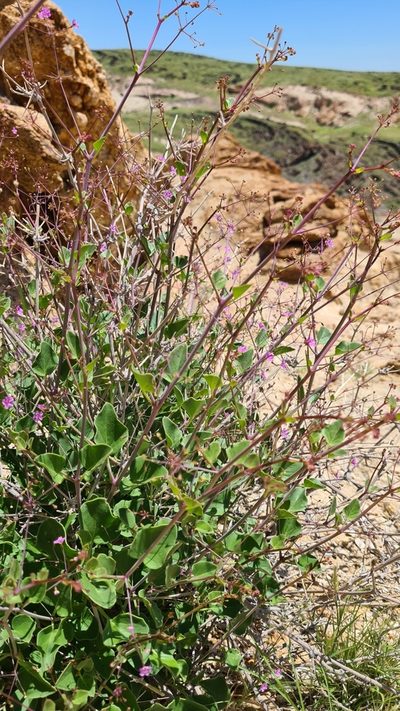 Boerhavia squarrosa, photographed by Petra Holland