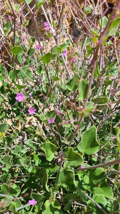 Boerhavia squarrosa, photographed by Petra Holland