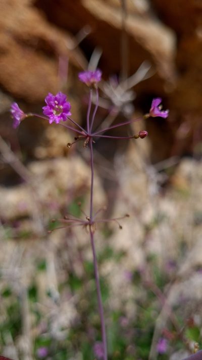 Boerhavia squarrosa, photographed by Petra Holland